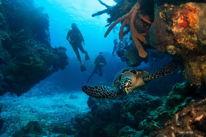 Basic Diver - Bautismo - Two reef visits in the Playa del Carmen sea