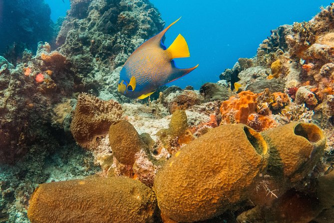 Basic Diver - Bautismo - What is included, and what needs clarification