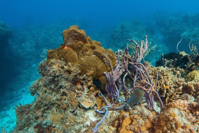 Basic Diver - Bautismo - Timing, meeting point, and the private-group advantage