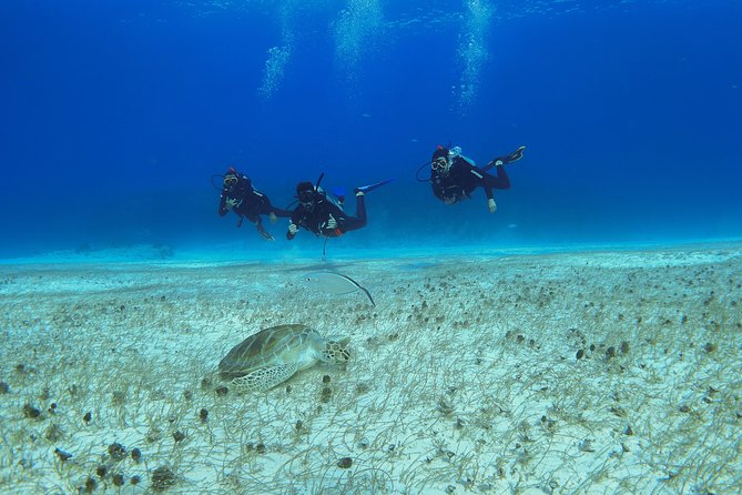 Basic Diver - Bautismo - Why the shallow-water practice matters