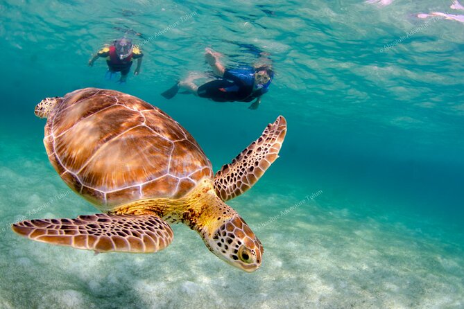 Bestseller! Tulum Private Tour with Turtles and Cenote Snorkeling - Who will enjoy this day most?
