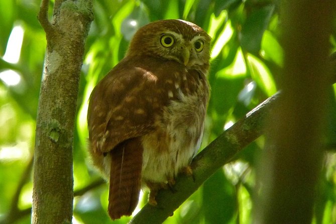 Bird Watching in Sian Ka´an Muyil - A birding morning that begins in Muyil