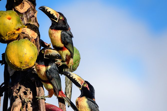 Bird Watching in Sian Ka´an Muyil - Sian Ka’an offers the optional water adventure