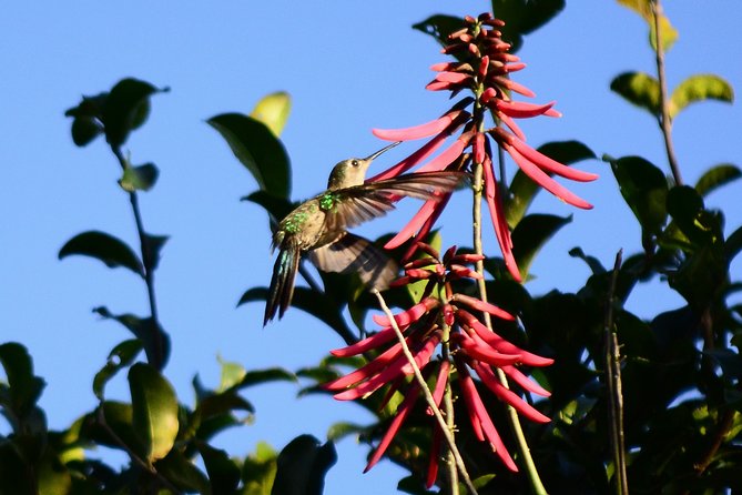 Bird Watching in Sian Ka´an Muyil - What the $119 price includes