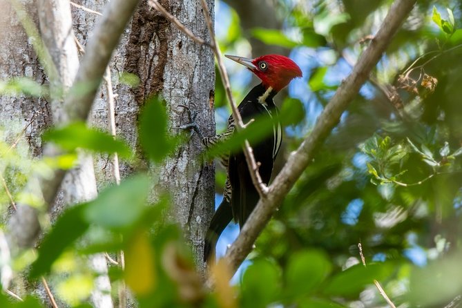Birdwatching in Coba from Tulum - Shared Group Tour - The 6 a.m. start in Tulum