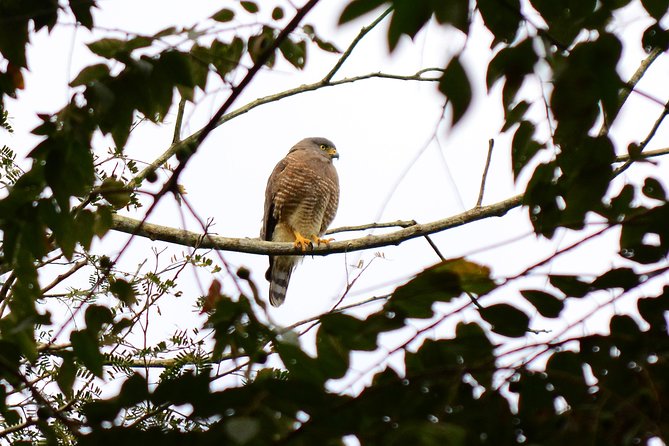 Birdwatching in Coba from Tulum - Shared Group Tour - One hour around Cobá village and lagoon