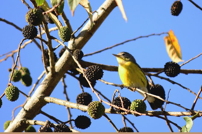 Birdwatching in Coba from Tulum - Shared Group Tour - A Mayan family meal after the walk