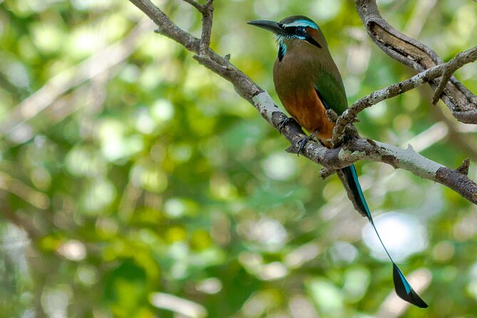 Birdwatching in Coba from Tulum - Shared Group Tour - What the guides add to the experience
