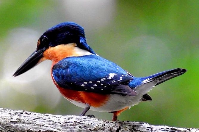Birdwatching in Sian Ka´an Muyil from Tulum - Shared Group Tour - Three hours among Muyil’s birds