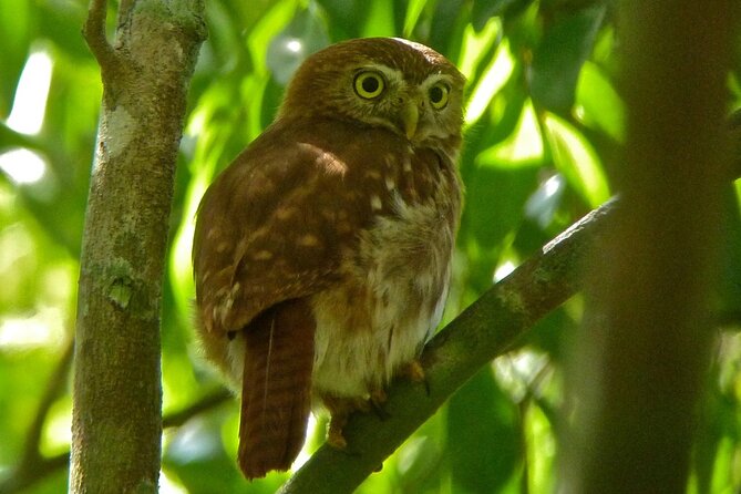 Birdwatching in Sian Ka´an Muyil from Tulum - Shared Group Tour - What the $119 price really covers