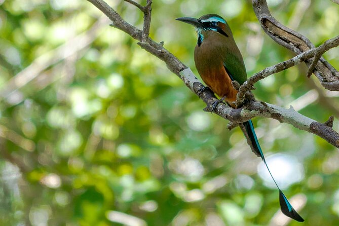 Birdwatching in Sian Ka´an Muyil from Tulum - Shared Group Tour - A few ways to prepare