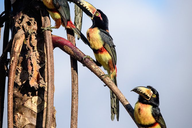 Birdwatching in Sian Ka´an Muyil from Tulum - Shared Group Tour - Coffee, snacks, and a gentle start
