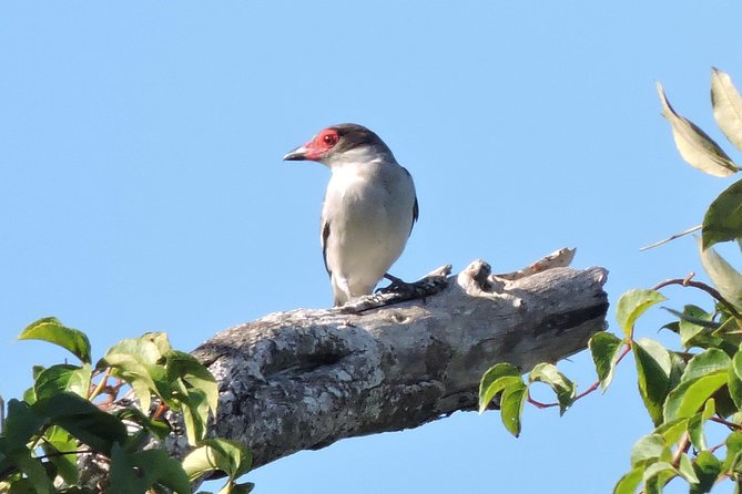 Birdwatching Playa del Carmen - Following the Ruta de los Cenotes