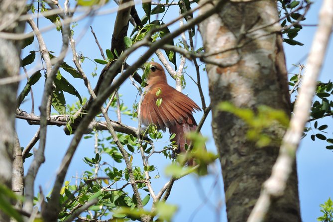 Birdwatching Playa del Carmen - Why the Guides Matter So Much