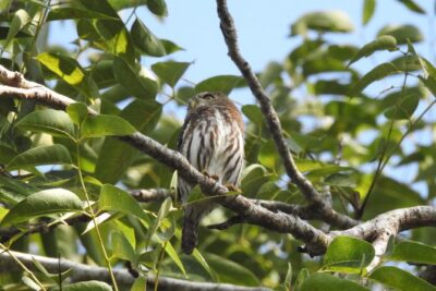 Birdwatching Playa del Carmen