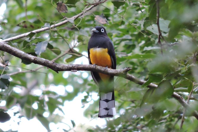 Birdwatching Playa del Carmen - A Good Choice for Beginners and Bird Photographers