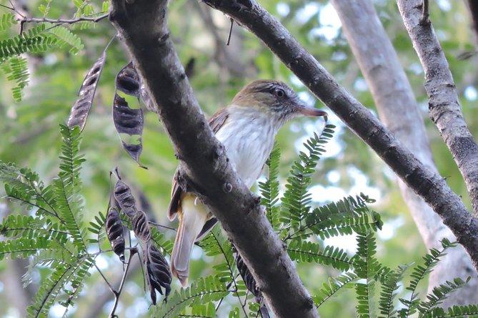 Birdwatching Playa del Carmen - The Six-Person Limit and Shared Transport