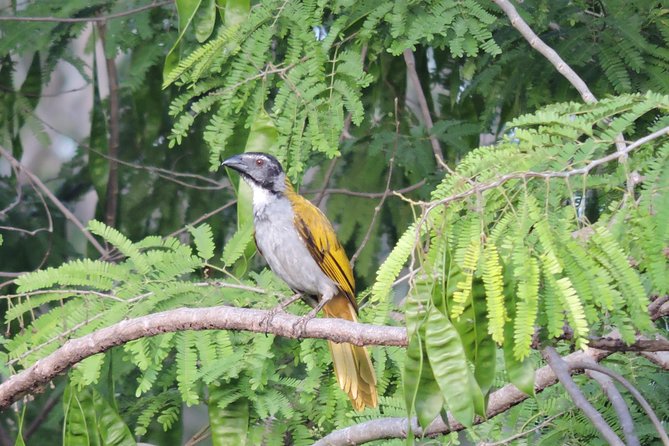 Birdwatching Playa del Carmen - Is $175 a Fair Price?