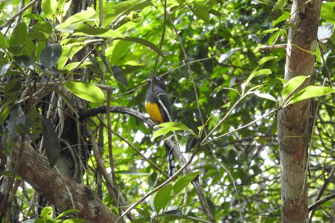 Birdwatching Playa del Carmen - What to Wear and Bring