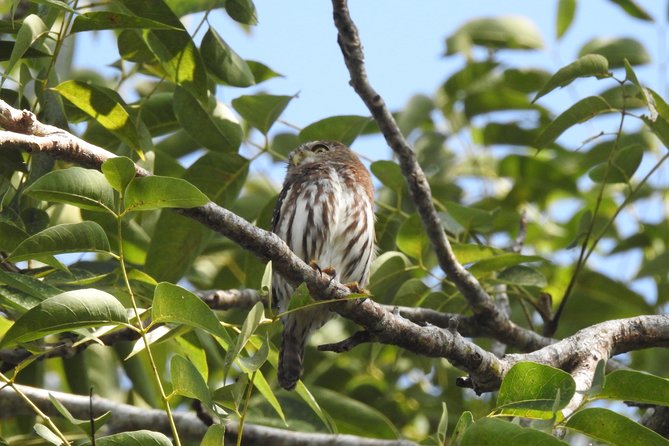 Birdwatching Playa del Carmen - What You Might See in One Morning