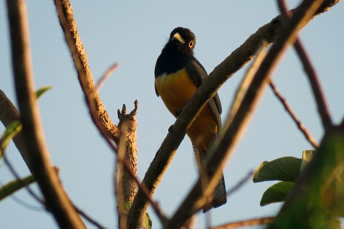 Birdwatching Sian Ka'an Biosphere Reserve - Searching for 40 to 80 bird species