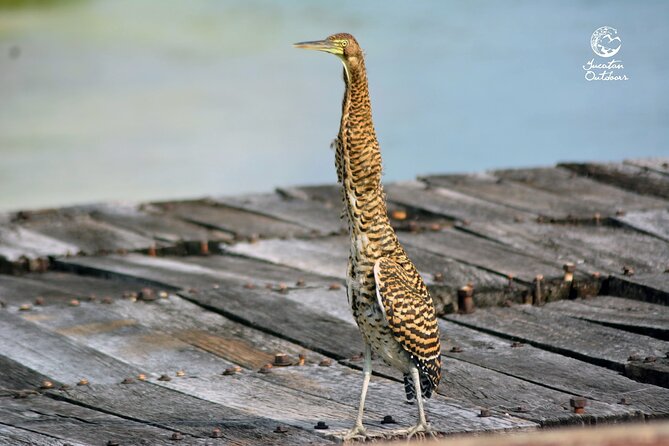 Birdwatching Sian Ka'an Biosphere Reserve - Who will enjoy this experience most