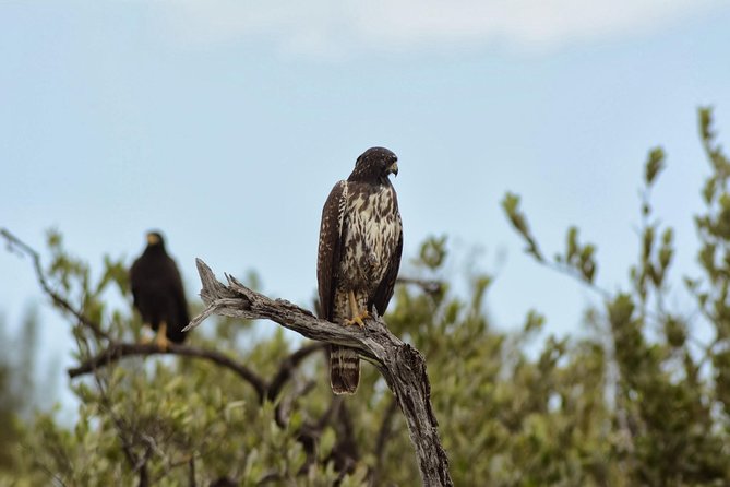Birdwatching Sian Ka'an Biosphere Reserve - Muyil: ruins, forest, and Maya culture