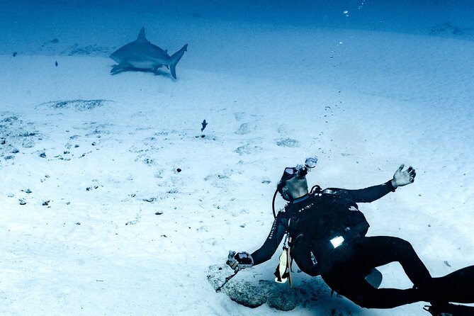 Bull Shark Dive in Playa del Carmen – Dive Machine Experience - A second stop at the coral reef