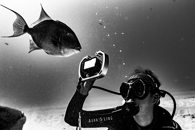 Bull Shark Dive in Playa del Carmen – Dive Machine Experience - Practical booking details that matter
