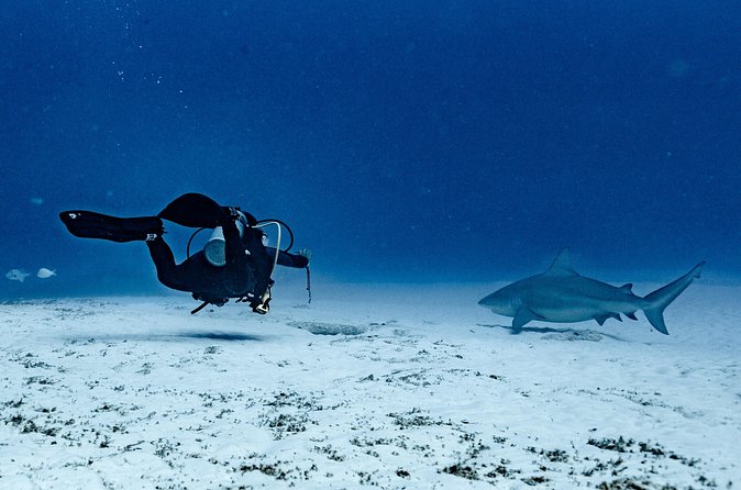 Bull Shark Dive in Playa del Carmen – Dive Machine Experience - Final call: is the bull shark encounter worth booking?