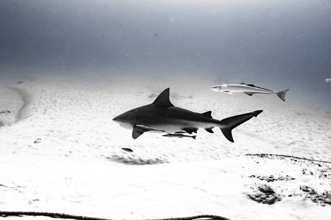 Bull Shark Dive in Playa del Carmen – Dive Machine Experience - Why the $199 price can make sense