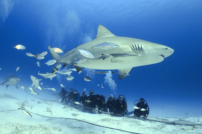 Bull Shark Extreme - 1tank /Only for Certified Divers - Key points for the bull shark encounter