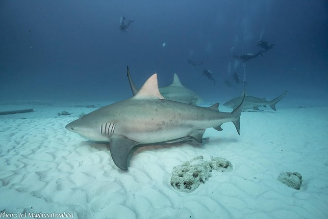 Bull Shark Extreme - 1tank /Only for Certified Divers - Why Playa del Carmen is known for bull sharks
