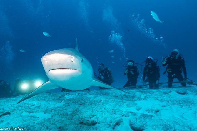 Bull Shark Extreme - 1tank /Only for Certified Divers - Guides, staffing, and the value of a small group