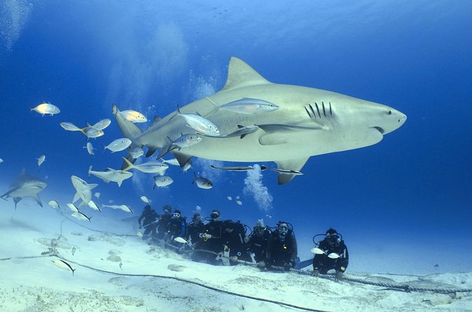 Bull Shark Extreme - 1tank /Only for Certified Divers - Safety at depth: what you should check