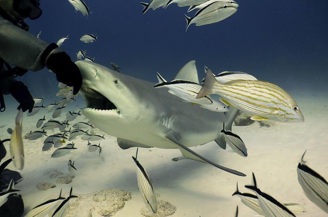 Bull Shark Extreme - 1tank /Only for Certified Divers - What the $210 price really covers