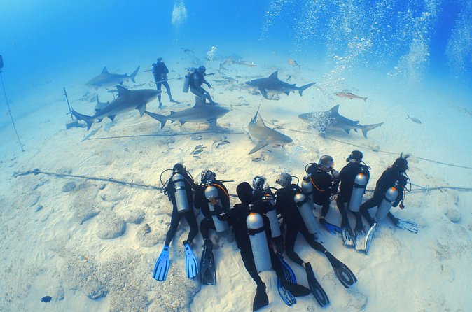 Bull Shark Extreme - 1tank /Only for Certified Divers - Who will enjoy this most