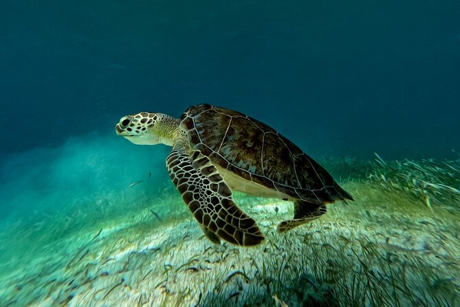 Catamaran Cruise in Riviera Maya With Snorkeling & Beach Club - How the $85 price measures up