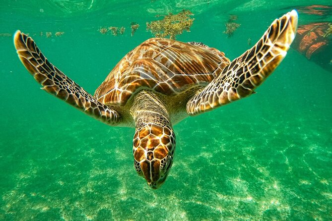 Cenote and Swimming with Turtles Private Tour in Akumal - Key points at a glance