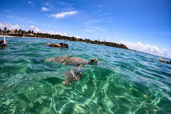 Cenote and Swimming with Turtles Private Tour in Akumal - What to bring and how to plan the morning