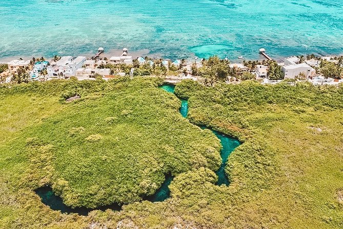 Cenote Paddleboarding and Snorkeling in Tulum - Snorkeling among mangrove roots