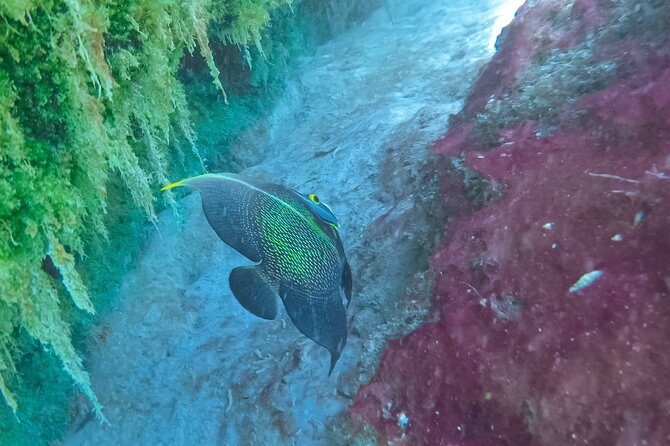 Cenote; Snorkeling and Photos with Colorful Fish - A maximum of four changes the feel