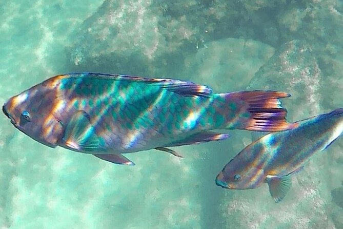 Cenote; Snorkeling and Photos with Colorful Fish - GoPro photos without an extra charge