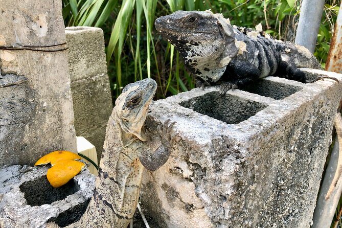 Cenote; Snorkeling and Photos with Colorful Fish - Who should book this Akumal lagoon experience