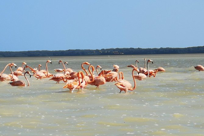 Cenote Suytun & Rio Lagartos & Las Coloradas - Why this Yucatán day trip is worth the long ride