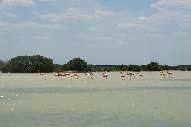 Cenote Suytun & Rio Lagartos & Las Coloradas - Is $180 a fair price?