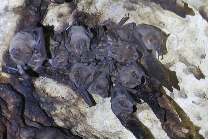Cenotes diving Dos Ojos and The Bat Cave - The Barbie Line: a bright start underground