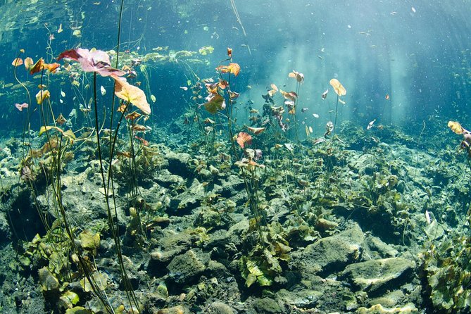 Cenotes Taak Bi Ha & Nicte Ha – VIP Snorkeling Private Tour - Lunch at a jungle restaurant near Parque Dos Ojos