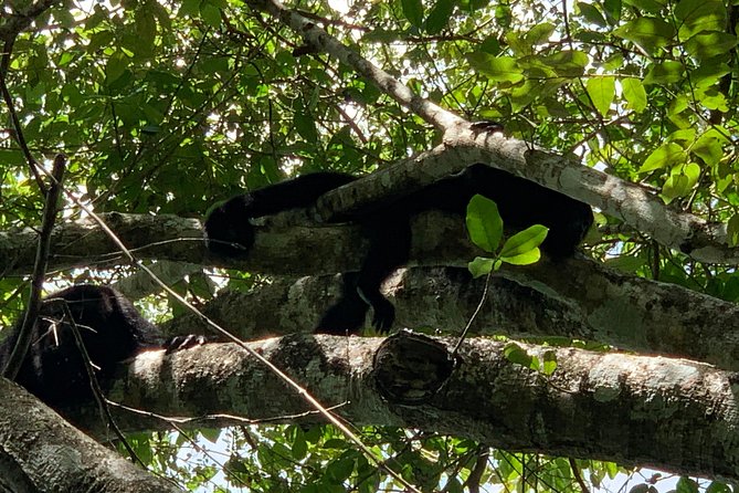 Coba Ruins and Punta Laguna Monkey Reserve Day Tour from Tulum - Kayaking across the Punta Laguna water