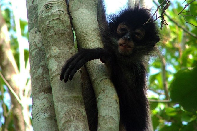 Coba Ruins, Punta Laguna Nature Reserve, Cenote and Mayan family - Guides Make the Difference
